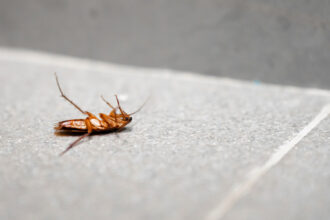 Nuisibles et santé : pourquoi faire appel à des professionnels dans la Drôme ?