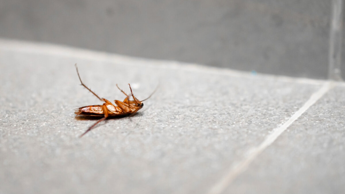 Nuisibles et santé : pourquoi faire appel à des professionnels dans la Drôme ?
